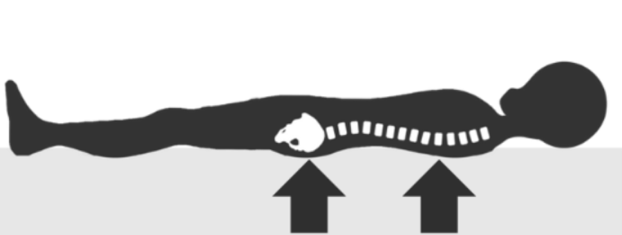 体をしっかり支えている図